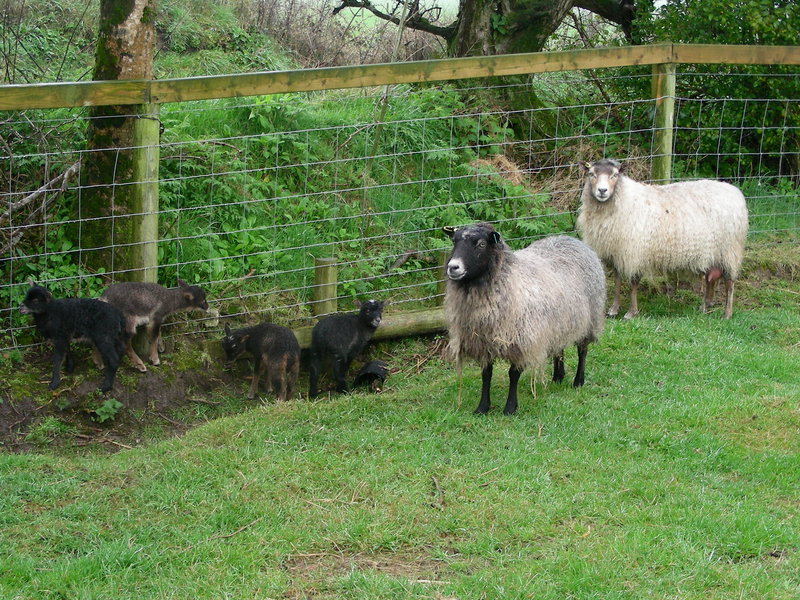 Auntie H + C with their lambs