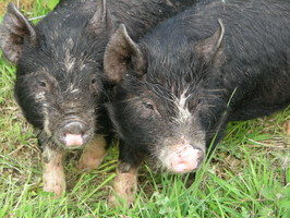 Phil and Grant strutting their stuff