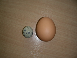 Quail egg compared to a hen egg