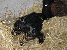 Lamb#1 seconds after being born