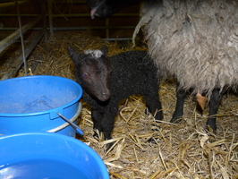 Lamb#5