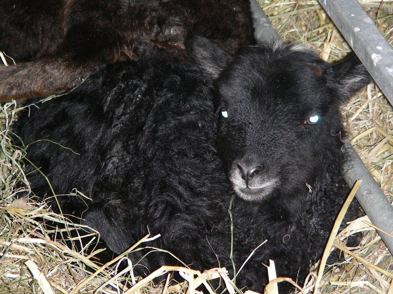 Lamb #1 relaxing