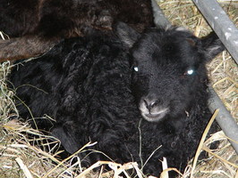 Lamb #1 relaxing