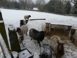 Hungry sheep in the snow