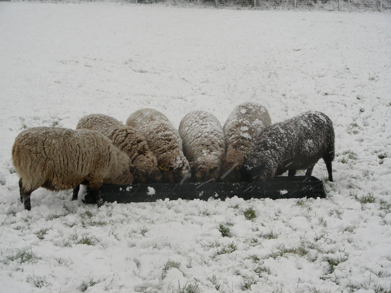 Happy, less hungry, sheep