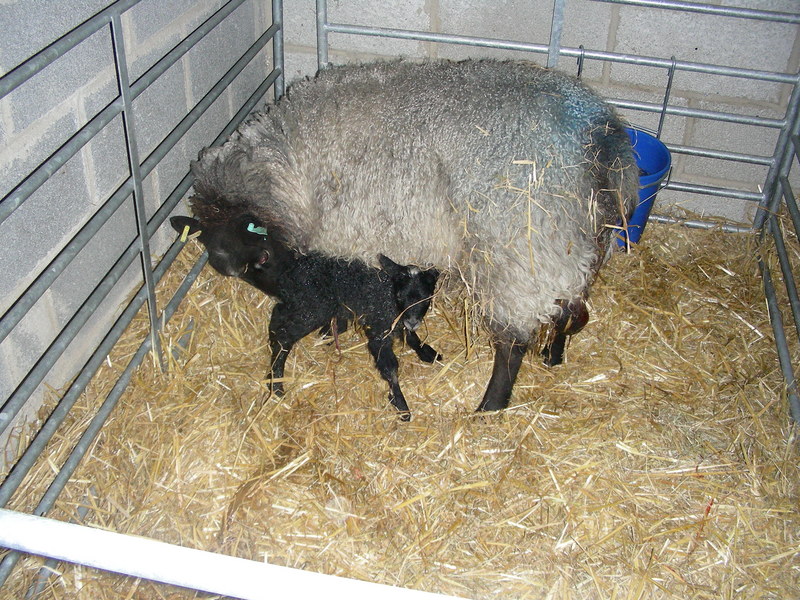 Lamb#1 minutes after being born