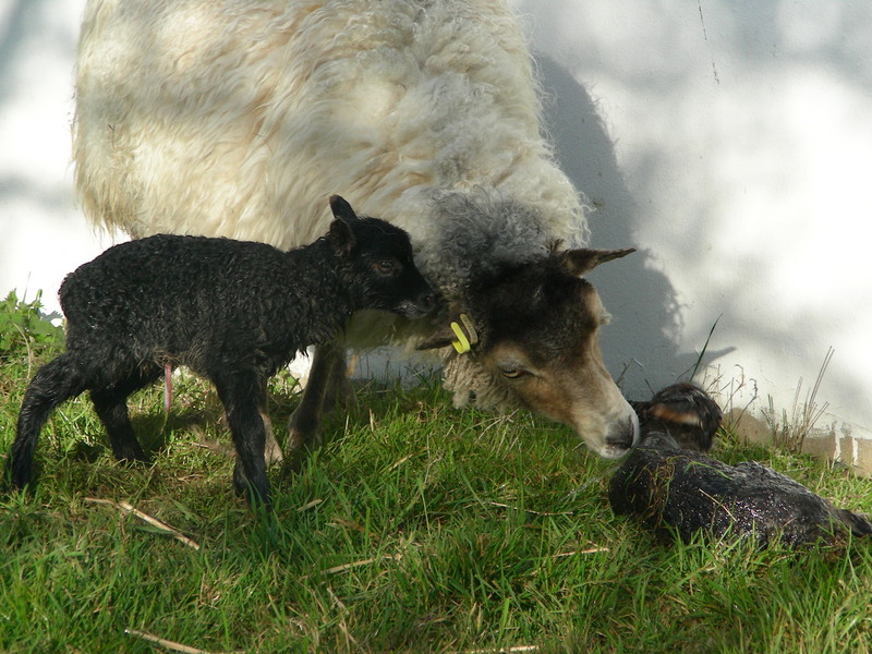 Lamb #4 seconds after birth