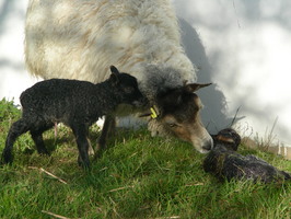 Lamb #4 seconds after birth