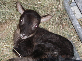 Lamb #2 relaxing