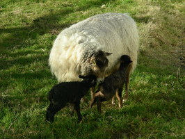 Lamb #3+#4 looking pretty good