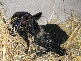 Lamb#1 seconds after being born