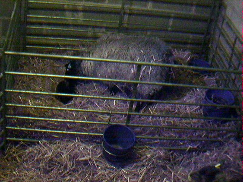 Lamb#1 seconds after being born (lambcam view)
