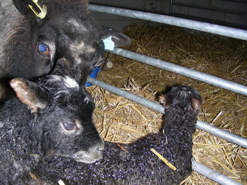 Harlequin with her new arrivals