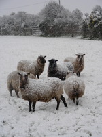 Sheep in the snow