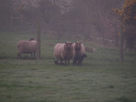 Nellie, Tippet and two lambs