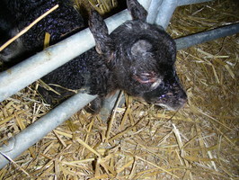 lamb #2 is fit enough to attempt escape