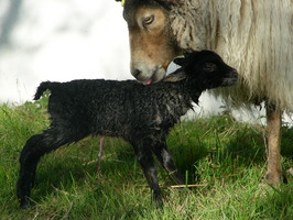 Lamb #3 gets cleaned up