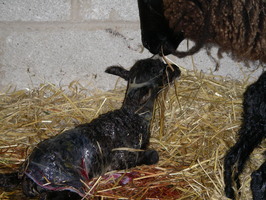 Lamb#2 seconds after being born