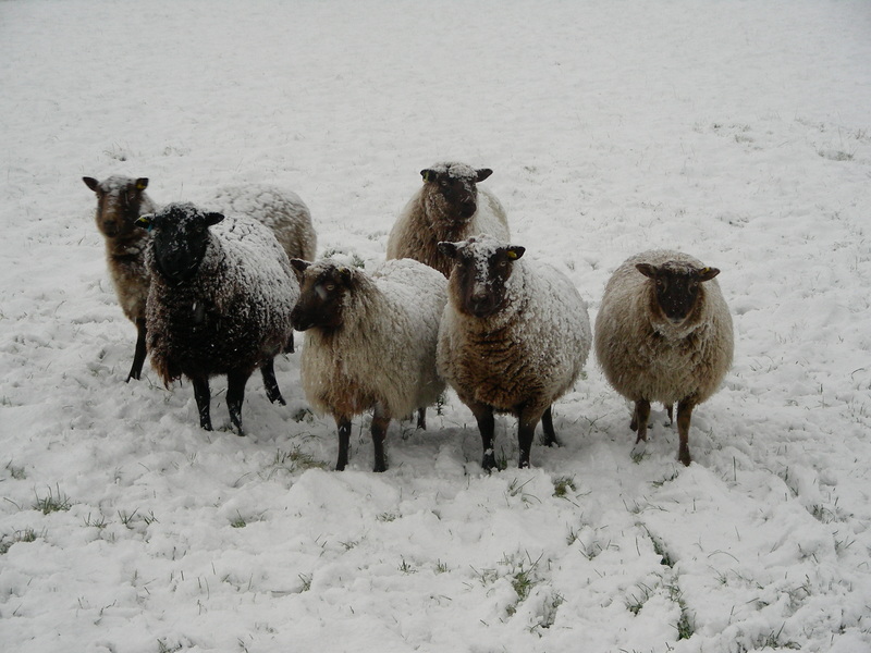 Hungry sheep, wondering where the grass went