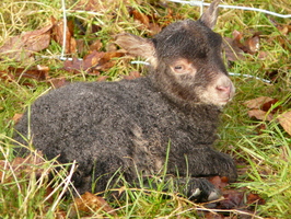 Lamb#2
