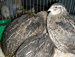 A not-very-good photo of some quail